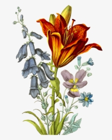 Lehigh Valley, Pa - Fire Lily, HD Png Download, Transparent PNG