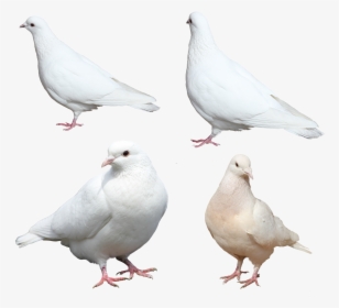 Nobacks Com Isolated Free - White Pigeon Sitting Png, Transparent Png, Transparent PNG