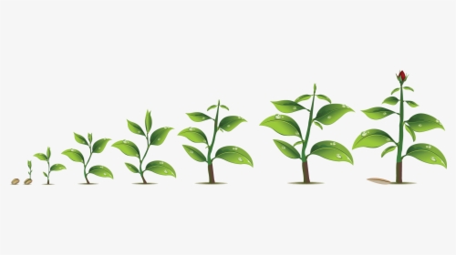 Plant Growth Png , Png Download - Transparent Plant Growth Png, Png Download, Transparent PNG