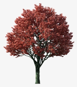 Png Of Tree In The Fall - Japanese Maple Tree Png, Transparent Png, Transparent PNG