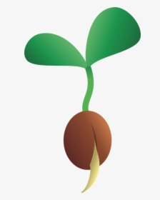Seedling, Seed, Growth, Plant, Green, Agriculture, - Bibit Tanaman Png, Transparent Png, Transparent PNG