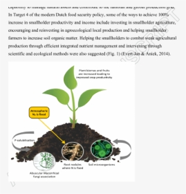 Plant Soil Microbe Interaction, HD Png Download, Transparent PNG