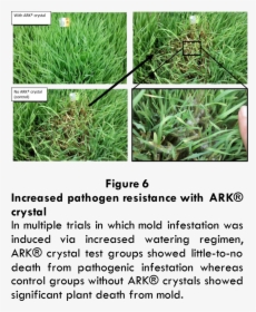 Growth4 - Grass, HD Png Download, Transparent PNG