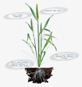 Calcium Deficiency In Plants Root, HD Png Download, Transparent PNG