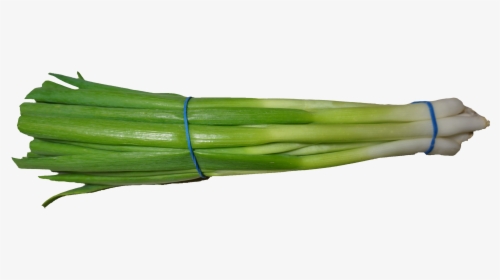 Scallion Green Onion Png Image - Scallion Png, Transparent Png, Transparent PNG
