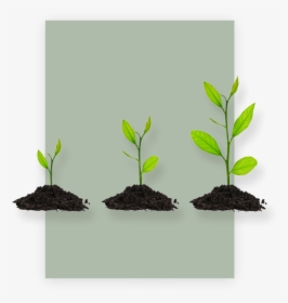 Plant Growth Products - Houseplant, HD Png Download, Transparent PNG