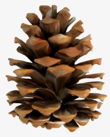 Pine Conifer Cone Euclidean Vector - Pine Cone Png, Transparent Png, Transparent PNG