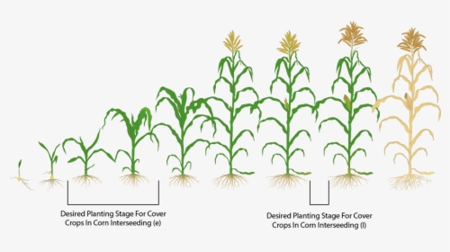 Clip Art Interseeding Covers Mastering Farming - Corn Crop Stages Hd, HD Png Download, Transparent PNG