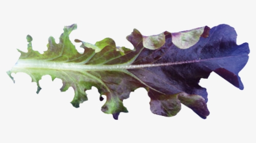 Cavendish Baby Leaf - Mustard Greens, HD Png Download, Transparent PNG