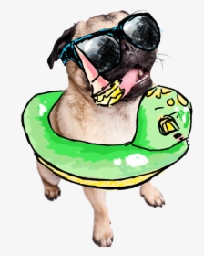 Drawn Transparent Summer Pug - Summer Dog Transparent, HD Png Download, Transparent PNG
