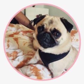 Biscuitthepikeletpug 1 - Pug, HD Png Download, Transparent PNG