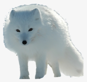 Arctic Fox, HD Png Download, Transparent PNG