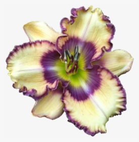 Fireside - Lily, HD Png Download, Transparent PNG