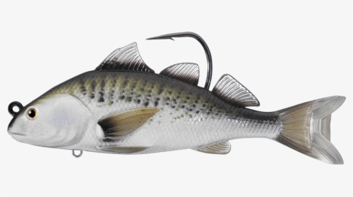 Spotted Weakfish, HD Png Download, Transparent PNG