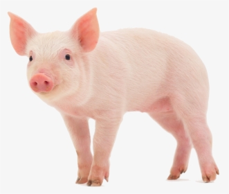 Pig Wearing A Wig, HD Png Download, Transparent PNG