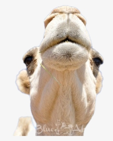 Camel Transparent Png - Arabian Camel, Png Download, Transparent PNG