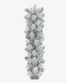 White Pine Png - White Fir Branch Png, Transparent Png, Transparent PNG