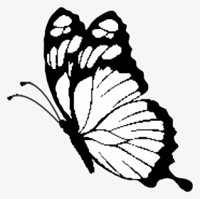 Brush-footed Butterfly Clipart , Png Download - Brush-footed Butterfly, Transparent Png, Transparent PNG