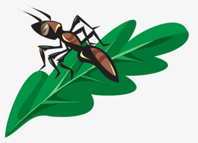 Ant On A Leaf, HD Png Download, Transparent PNG