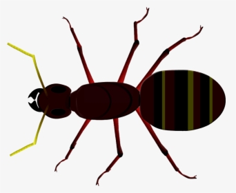 Ant Clipart Tiny Ant - Insect Head Thorax Abdomen, HD Png Download, Transparent PNG