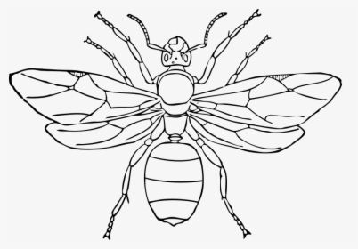 Queen Ant - Queen Ant Clipart, HD Png Download, Transparent PNG
