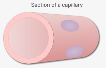 A Section Of Capillary - Circle, HD Png Download, Transparent PNG
