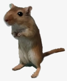 #gerbil - Mouse, HD Png Download, Transparent PNG
