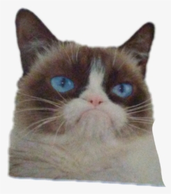 Transparent Grumpy Cat Png - Grumpy Cat Go Away Poster, Png Download, Transparent PNG