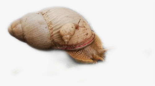 #sticker #caracol #freetoedit - Shell, HD Png Download, Transparent PNG