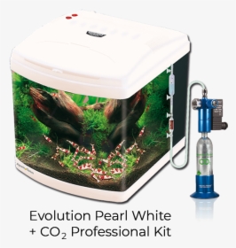 Evolution Pearl White - Aquarium, HD Png Download, Transparent PNG