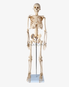 Esqueleto De 85cm - Imagens De Esqueleto Humano, HD Png Download, Transparent PNG