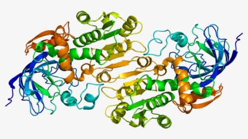 Alcohol Dehydrogenase, HD Png Download, Transparent PNG