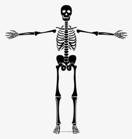 Skeleton Coloring Page - Como Desenhar Um Esqueleto, HD Png Download, Transparent PNG