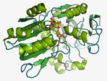 Enzyme Biocatalyst, HD Png Download, Transparent PNG