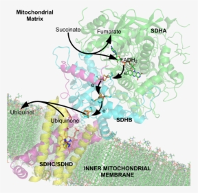 Mitochondrial Plant Complex Ii, HD Png Download, Transparent PNG