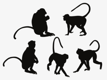 New World Monkey, HD Png Download, Transparent PNG