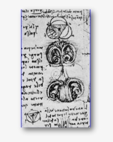 Early Drawings Of The Aortic Valve By Leonardo Da Vinci - Leonardo Da Vinci Aortic Valve, HD Png Download, Transparent PNG