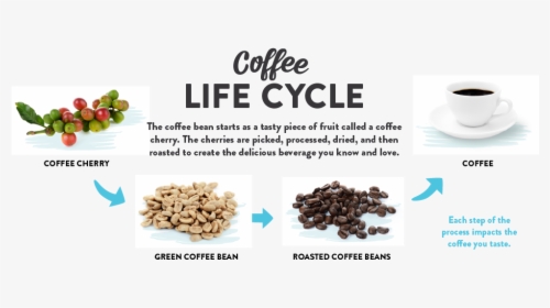 Coffee Life Cycle The Coffee Bean Starts As A Piece - Coffee Beans Life Cycle, HD Png Download, Transparent PNG