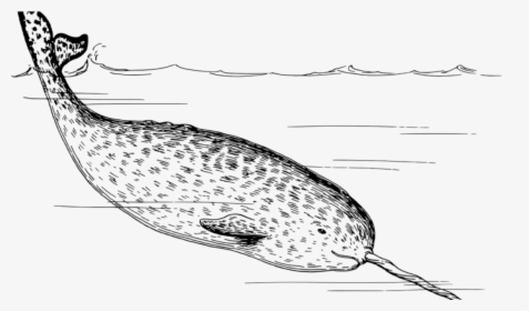 It’s A Tooth - Black And White Narwhal, HD Png Download, Transparent PNG