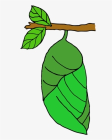 Pupa Butterfly Stage Free Photo - Butterfly Pupa Png, Transparent Png, Transparent PNG