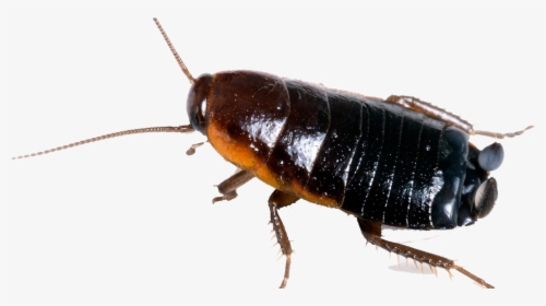 Cockroach Free Png Image - Oriental Cockroach, Transparent Png, Transparent PNG