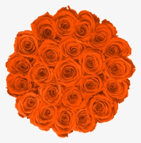 Garden Roses, HD Png Download, Transparent PNG