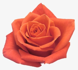 Garden Roses, HD Png Download, Transparent PNG