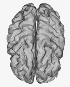 Brain 3d Model Free Low Poly, HD Png Download, Transparent PNG