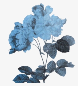Aesthetic Blue Flower Transparent, HD Png Download, Transparent PNG