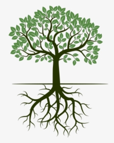 G & R Trees - Tree With Roots Illustration, HD Png Download, Transparent PNG