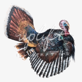 Turkey - Wild Turkey, HD Png Download, Transparent PNG