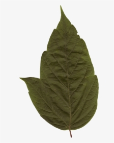 Preview - Maple Leaf, HD Png Download, Transparent PNG