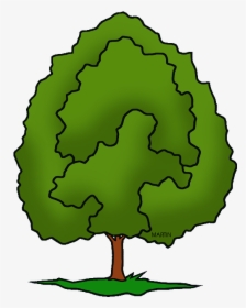 United States Clip Art By Phillip Martin, Illinois - Draw Illinois State Tree, HD Png Download, Transparent PNG