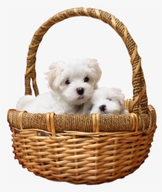 Puppies In Basket Png Transparent Image - Basket Of Puppies No Background, Png Download, Transparent PNG